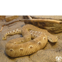 گونه کک مار Leaf- nosed Viper